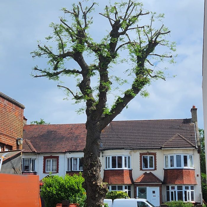 Tree after being pruned back