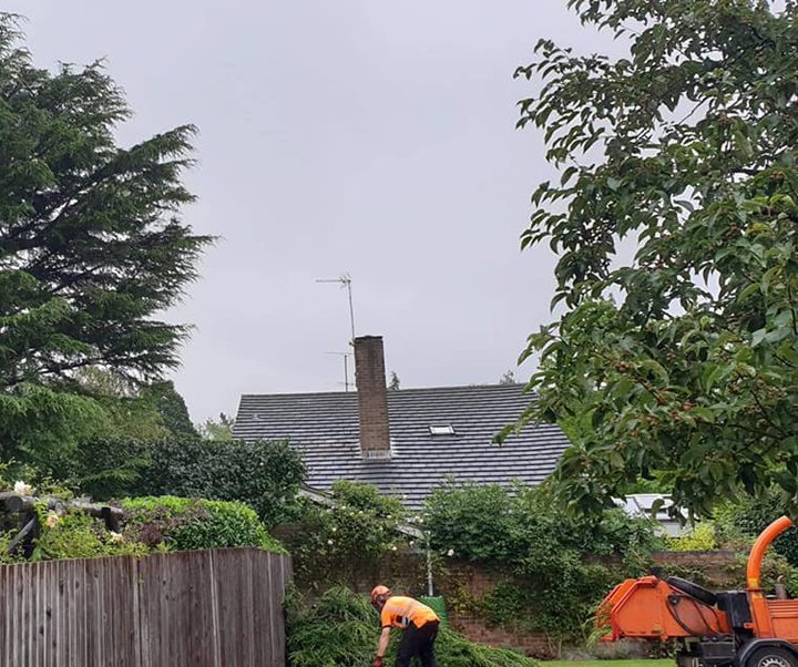 Tree being cleared from back garden
