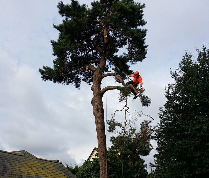 Tree being cut back