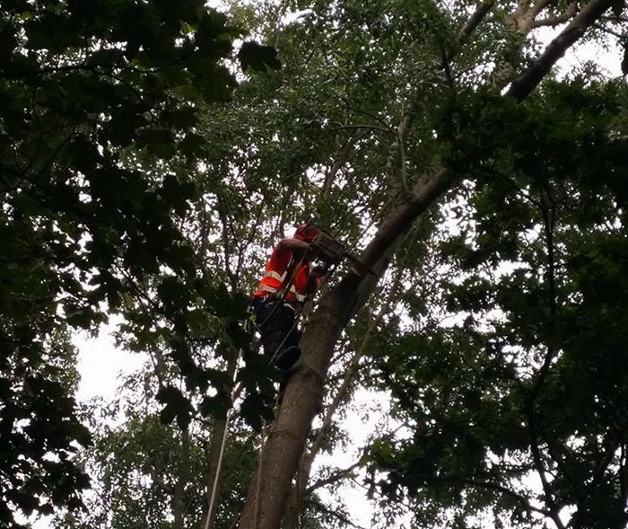 Tree reduction services Royston