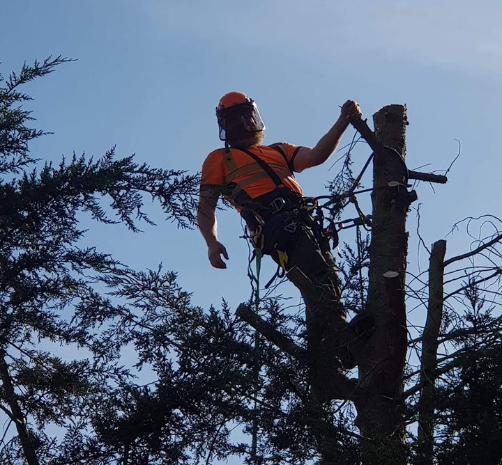 Tree being felled by Property Smiths