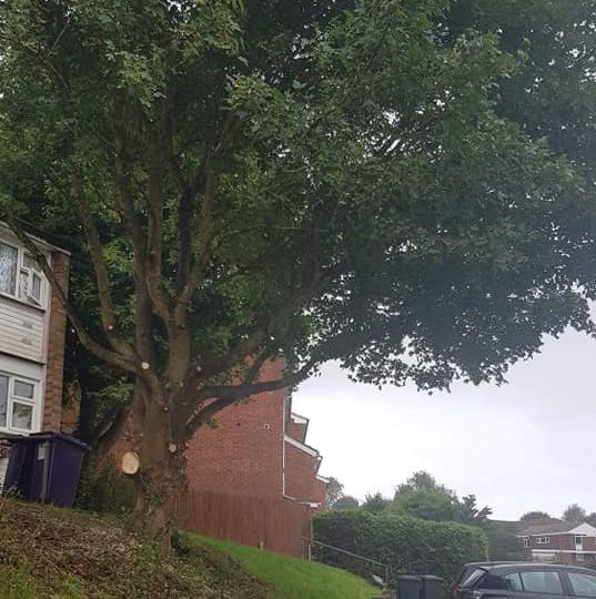 Large tree after reduction