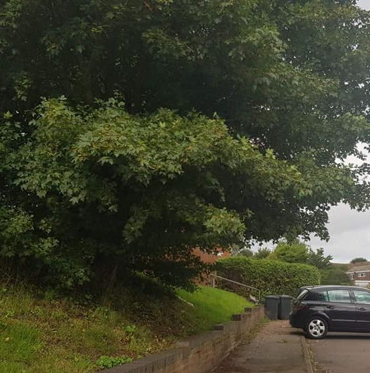 Large tree before reduction