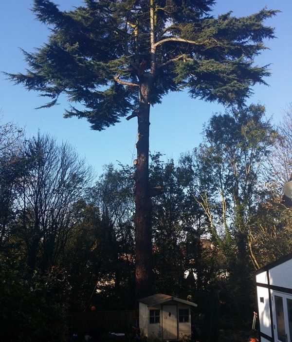 Large tree in need of felling